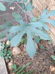 Cecropia adenopus
