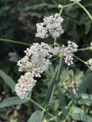 Eriogonum elatum