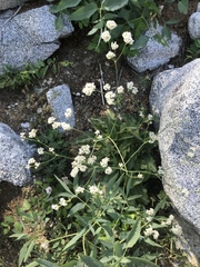 Eriogonum elatum