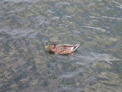 Anas platyrhynchos
