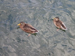 Anas platyrhynchos