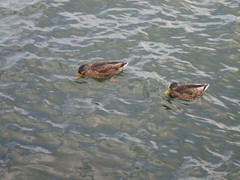 Anas platyrhynchos