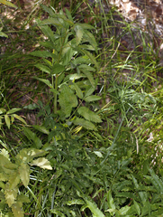 Cicuta maculata angustifolia