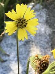 Kyhosia bolanderi
