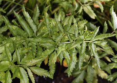 Cicuta maculata angustifolia