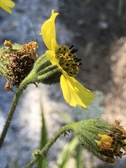 Kyhosia bolanderi