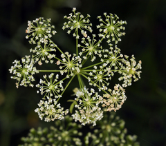 Cicuta maculata angustifolia