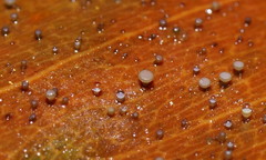 Hymenotorrendiella eucalypti image