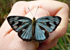 Dynamine postverta postverta