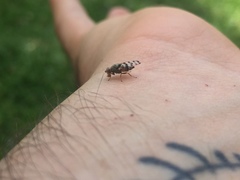 Pseudotephritina