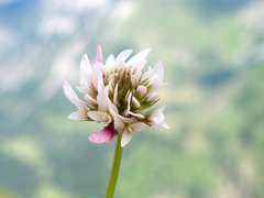 Trifolium thalii