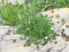 Trifolium thalii