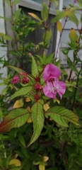Impatiens glandulifera