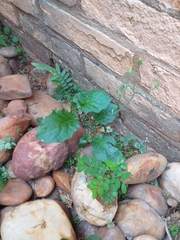 Youngia japonica