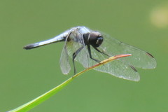 Aethriamanta gracilis