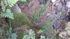Crocosmia × crocosmiiflora