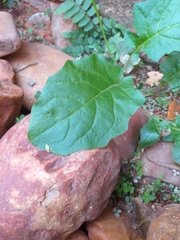 Youngia japonica