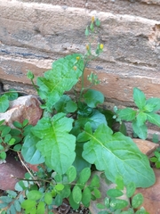 Youngia japonica