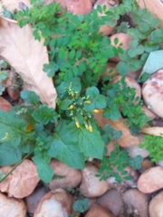 Youngia japonica