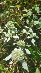 Pycnanthemum albescens