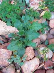 Youngia japonica