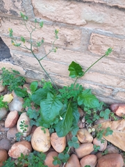 Youngia japonica