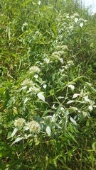 Pycnanthemum albescens
