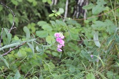 Lathyrus