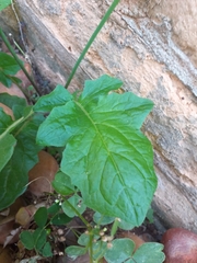Youngia japonica