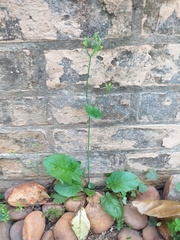 Youngia japonica