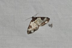 Melanthia procellata