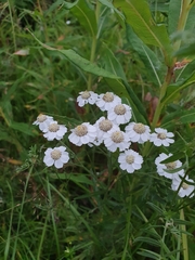 Achillea ptarmica