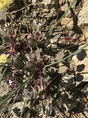 Eriogonum compositum