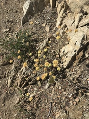 Eriogonum compositum