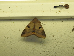 Thyas coronata