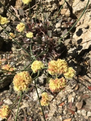 Eriogonum compositum
