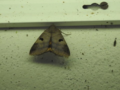 Thyas coronata