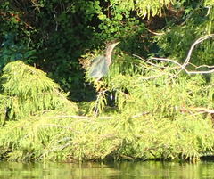 Butorides virescens image