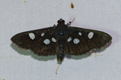 Rhagoba octomaculalis