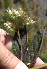 Phacelia mutabilis