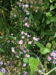 Symphyotrichum novi-belgii