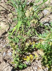 Phacelia mutabilis