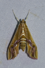 Agathodes ostentalis
