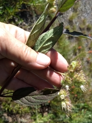 Phacelia mutabilis