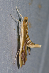 Agathodes ostentalis