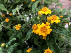 Lasianthaea ceanothifolia