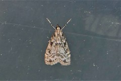 Eudonia truncicolella