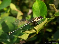 Onychargia atrocyana