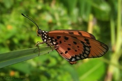 Acraea terpsicore
