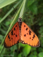 Acraea terpsicore